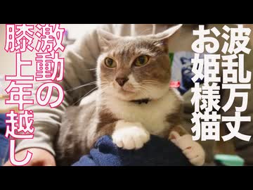 緊急預かりお姫様猫、念願の帰還…のはずが