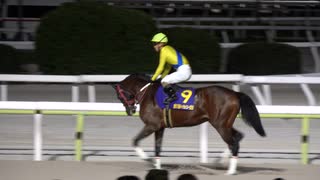 2024年11月6日　ヴァンディヴェール　3戦目　ハイセイコー記念　本馬場入場