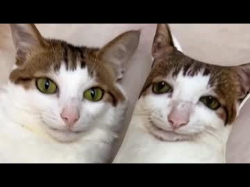 ホモと見る自分そっくりのグッズを貰ってご満悦な猫