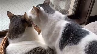 ほかほかに温まったかご