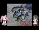 実は美味しいブルーギル？【VOICEROIDフィッシング】四国めたんと中国うさぎ