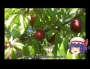 ゆっくり農民250プラムを育ててみませんか？#2