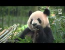 PandapiaLive_2024_11_07
