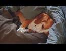 野村義造の素敵な動画　ベッドに埋もれるねむねむビーグル犬
