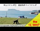 【神奈川さんぽ⑪】NikonSPで撮る鎌倉海岸カメラさんぽ【結月ゆかり】【voiceroid】