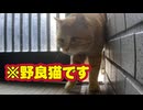 活発になってきました…【野良猫】