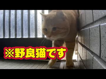 活発になってきました…【野良猫】