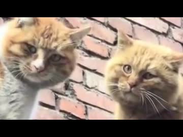 ホモと見る猫の喧嘩を手早く収める方法