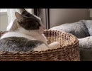 あくびの手前