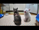 子猫合唱団