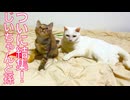 珍妙猫たち、コムギ子猫の元に結集する