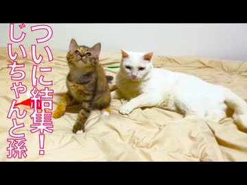 珍妙猫たち、コムギ子猫の元に結集する