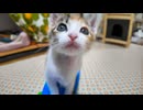 子猫、起きたらすぐ遊びだす