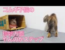 コムギ子猫、珍妙やんのかステップを刻む