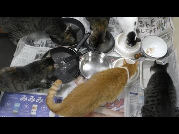 今週のおやつ（本隊）【蒼民家の猫々】