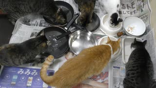 今週のおやつ（本隊）【蒼民家の猫々】