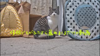 仔猫どもが、ひたすら暴れまくるだけの動画はこちらですｗ 2024-11-09