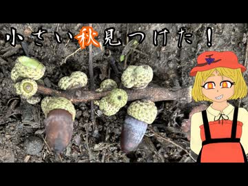 霊夢さんは貧乏すぎて雑草を食べるようです⑤「マテバシイ」