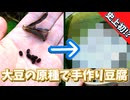 【山菜】大豆の原種で手作り豆腐【ツルマメ】