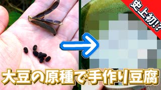 【山菜】大豆の原種で手作り豆腐【ツルマメ】