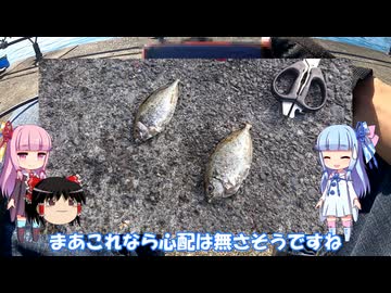 琴葉姉妹と行く釣行記録（海釣り編part43 1/2）