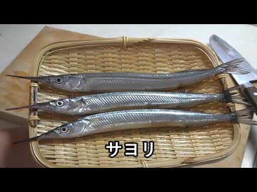 サヨリ【長火鉢とおっさん 374】