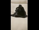 ねこを眺めるだけの動画
