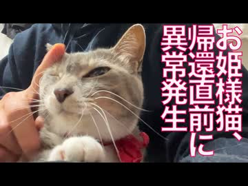 預かりお姫様猫、帰還直前に異常が発生する