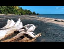 Driftwood washed up on the shore