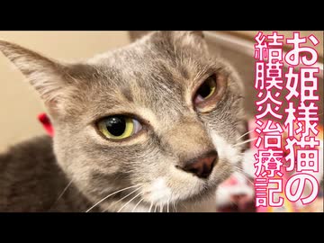 預かりお姫様猫、結膜炎の治療をがんばる