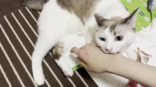 うちのネコさんは愛情表現が暴力的