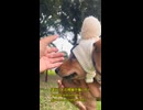 ぶちゃかわダックスの抱っこさんぽ
