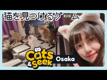 【Cats and Seek: Osaka】大阪でぎょうさんネコチャン探すで！