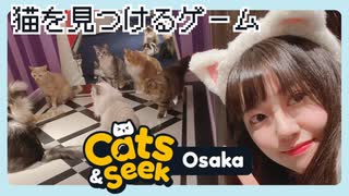 【Cats and Seek: Osaka】大阪でぎょうさんネコチャン探すで！