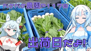 2024年11月13日　農作業日誌P1178　出荷日なのでカブをたくさん販売していきますね！
