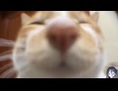 ホモと見る猫のガチ恋距離