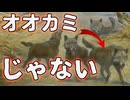 なぜ動物はオオカミへ向かって進化するのか？【解説動画】