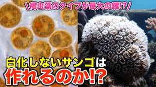 白化に強いサンゴの秘密は褐虫藻にあり!?褐虫藻のタイプと性質について解説します