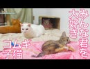 コムギ子猫、珍妙猫たちの中心になる
