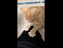 飼い主のズボンで爪とぎをする猫ｗ 穴開いちゃうからやめてｗ