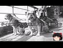 【ゆっくり朗読】ゆっくりさんとタイタニック号の乗員・乗客 その58【完】