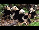 PandapiaLive_2024_11_14
