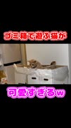ゴミ箱で遊ぶ猫が可愛すぎるｗ