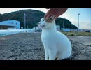 防波堤の上の猫ちゃん、会うと必ず挨拶してきてカワイイ
