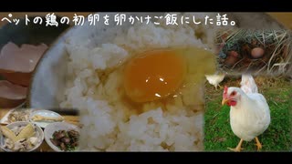 ペットの鶏の初卵を卵かけご飯にした話。