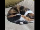猫さんの寝顔