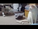 拾いねこ＠生後4483/408日目 明日健康診断なゆきちはAM5時から絶食です。