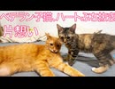 コムギ子猫、ベテラン子猫のハートをぶち抜く