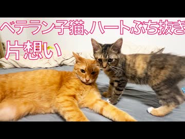コムギ子猫、ベテラン子猫のハートをぶち抜く