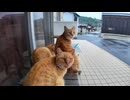 猫島を散策していると雨が降り出したので軒先で猫と一緒に雨宿り
